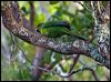 norfolk_parakeet_140558