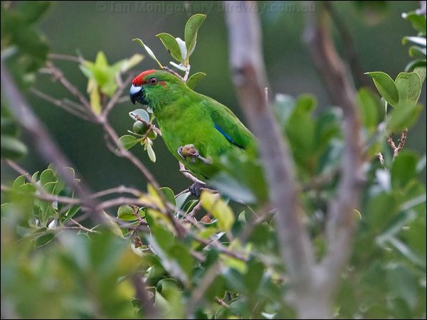 Norfolk Parakeet norfolk_parakeet_129963.psd