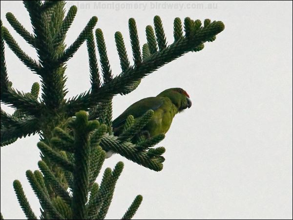 Norfolk Parakeet norfolk_parakeet_129993.psd