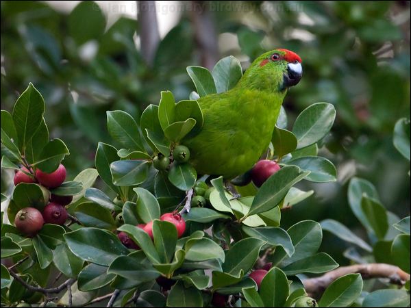 Norfolk Parakeet norfolk_parakeet_140555.psd