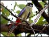 Click here to enter gallery and see photos of Northern Rosella