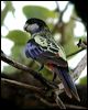 northern_rosella_13847