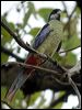 northern_rosella_13851