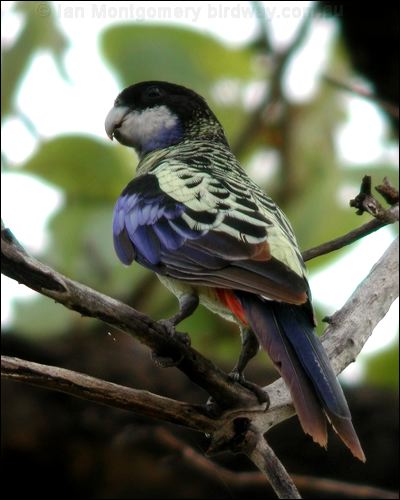 Northern Rosella northern_rosella_13847.psd