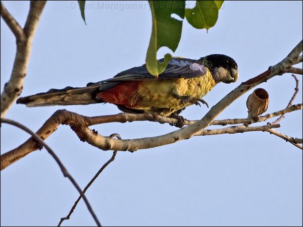 Northern Rosella northern_rosella_93843.psd