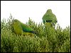 Click here to enter gallery and see photos of Orange-bellied Parrot
