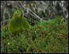 orange_belly_parrot_03694