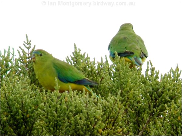 Orange-bellied Parrot orange_belly_parrot_02161.psd