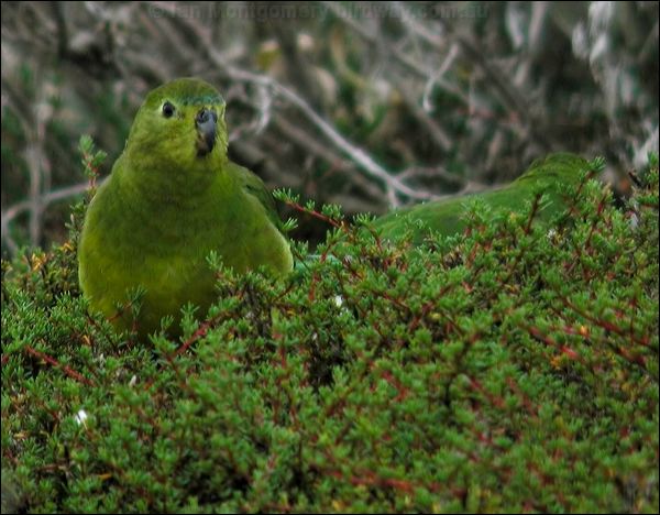 Orange-bellied Parrot orange_belly_parrot_03694.psd