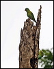 orangechin_parakeet_113049