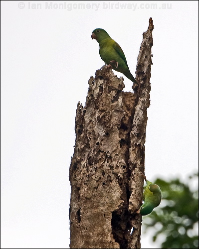 Orange-chinned Parakeet orangechin_parakeet_113049.psd