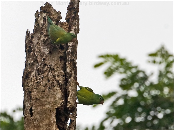 Orange-chinned Parakeet orangechin_parakeet_113057.psd