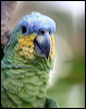 orange_winged_parrot_20973