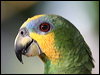 orange_winged_parrot_21100