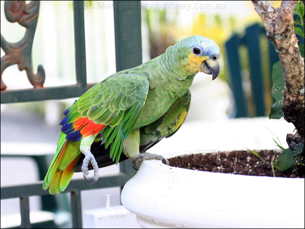 Orange-winged Amazon orange_winged_parrot_20960.psd