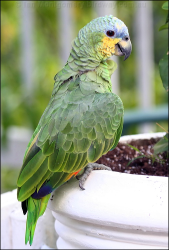 Orange-winged Amazon orange_winged_parrot_20967.psd