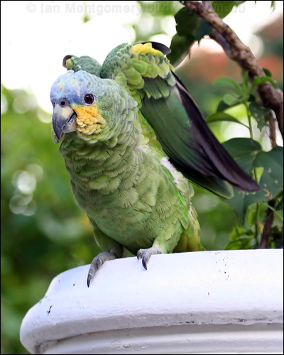 Orange-winged Amazon orange_winged_parrot_20969.psd