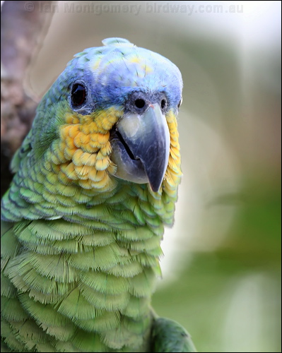 Orange-winged Amazon orange_winged_parrot_20973.psd