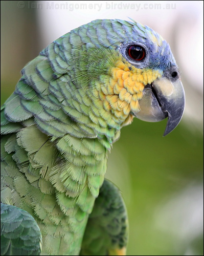 Orange-winged Amazon orange_winged_parrot_20980.psd