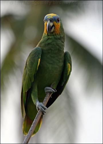 Orange-winged Amazon orange_winged_parrot_21083.psd