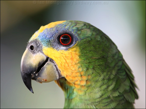 Orange-winged Amazon orange_winged_parrot_21100.psd