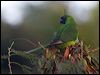 ouvea_parakeet_166692
