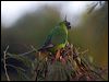 ouvea_parakeet_166694