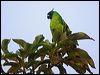 Click here to enter gallery and see photos of gallery and see photos of Ouv&eacute;a Parakeet