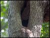 ouvea_parakeet_166737