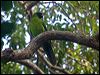 ouvea_parakeet_166740