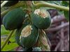 ouvea_parakeet_166802