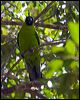 ouvea_parakeet_166809