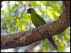 ouvea_parakeet_166816