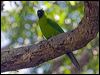 ouvea_parakeet_166822