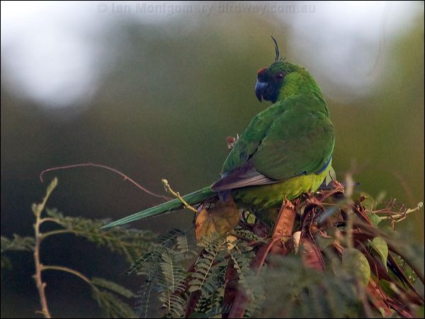 Ouvea Parakeet ouvea_parakeet_166692.psd