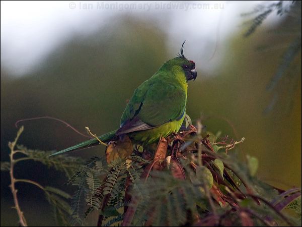 Ouvea Parakeet ouvea_parakeet_166694.psd