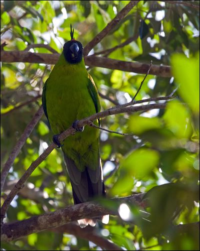 Ouvea Parakeet ouvea_parakeet_166809.psd