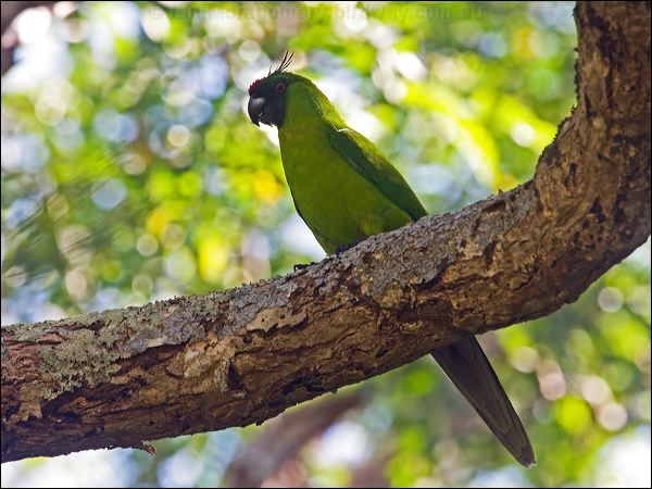 Ouvea Parakeet ouvea_parakeet_166816.psd