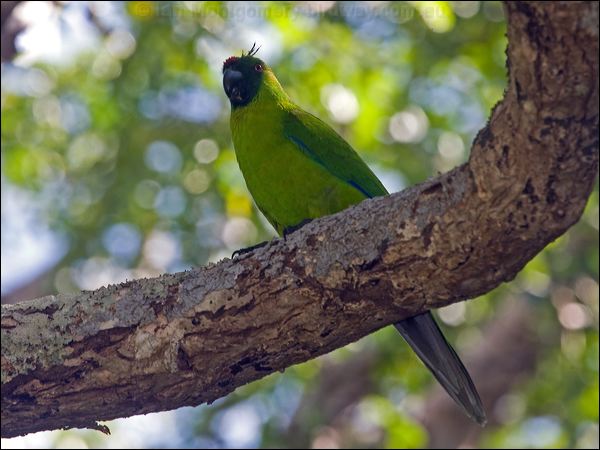 Ouvea Parakeet ouvea_parakeet_166822.psd