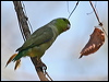 pacific_parrotlet_27698