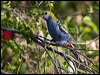 pale_head_rosella_168203