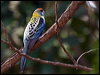 pale_head_rosella_170070