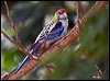 pale_head_rosella_170094