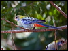 pale_head_rosella_170110