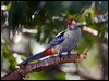 pale_head_rosella_170123
