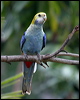 pale_headed_rosella_00145