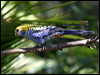 pale_headed_rosella_00257