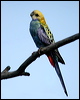 pale_headed_rosella_09097