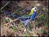 pale_headed_rosella_105995