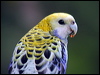 pale_headed_rosella_15797